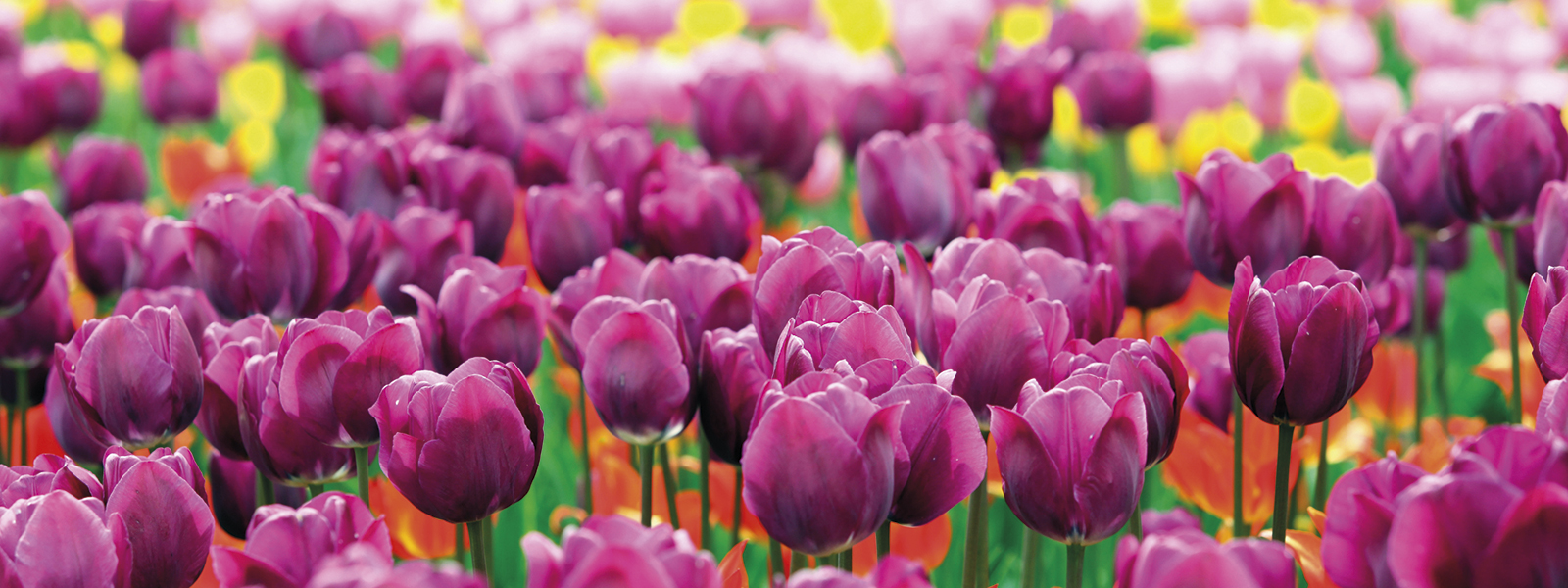 Slovenia - Lubiana e la fioritura dei Tulipani